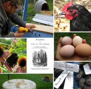 Turkey Traps and Top Bar Hive Modifications Image